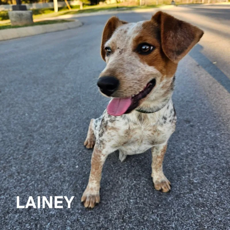 An adult medium-sized female Beagle dog named Lainey for adoption in Madisonville, TN