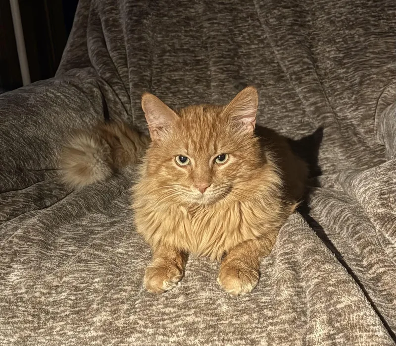 Ringo Unique thumbnail 2