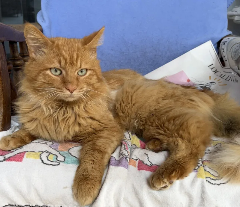 Ringo Unique thumbnail 3