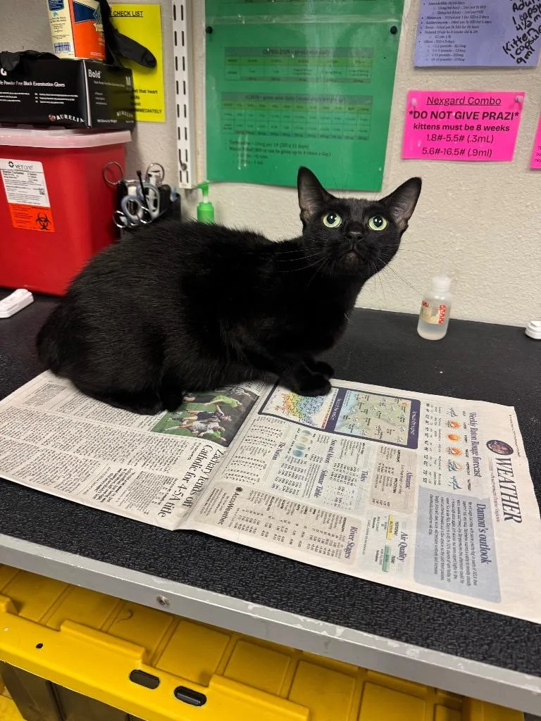 An adult medium-sized female Domestic Short Hair cat named Avis for adoption in Sorrento, LA