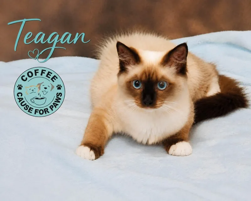 Teagan