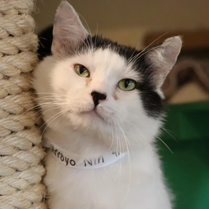 A senior small-sized male Black Domestic Short Hair cat named Arroyo for adoption in Tucson, AZ