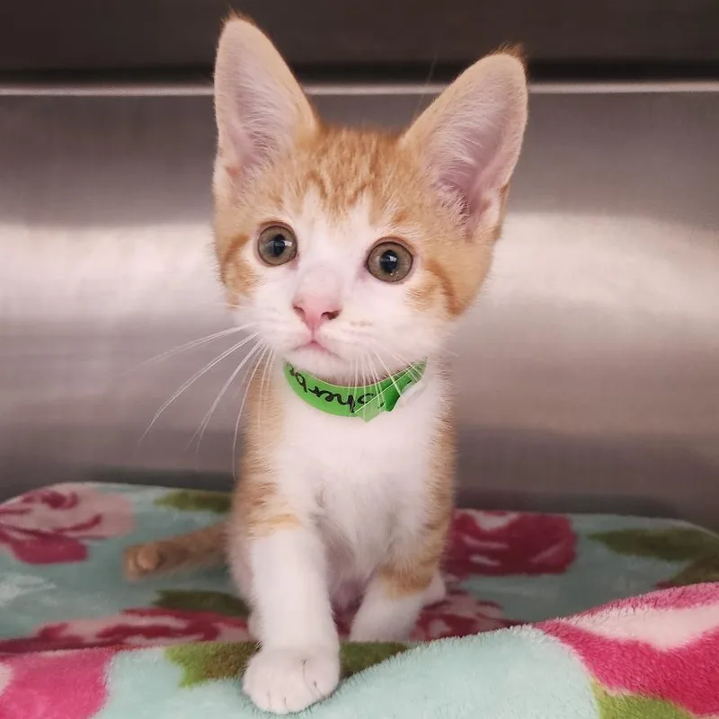 A baby small-sized male Orange / Red Domestic Short Hair cat named Sherbert for adoption in Fort Wayne, IN
