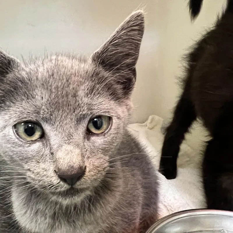 A baby small-sized male Gray / Blue / Silver Domestic Short Hair cat named 71816 for adoption in Harrisonburg, VA