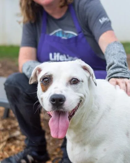 An adult large-sized female Mixed Breed dog named Petra for adoption in Chamblee, GA