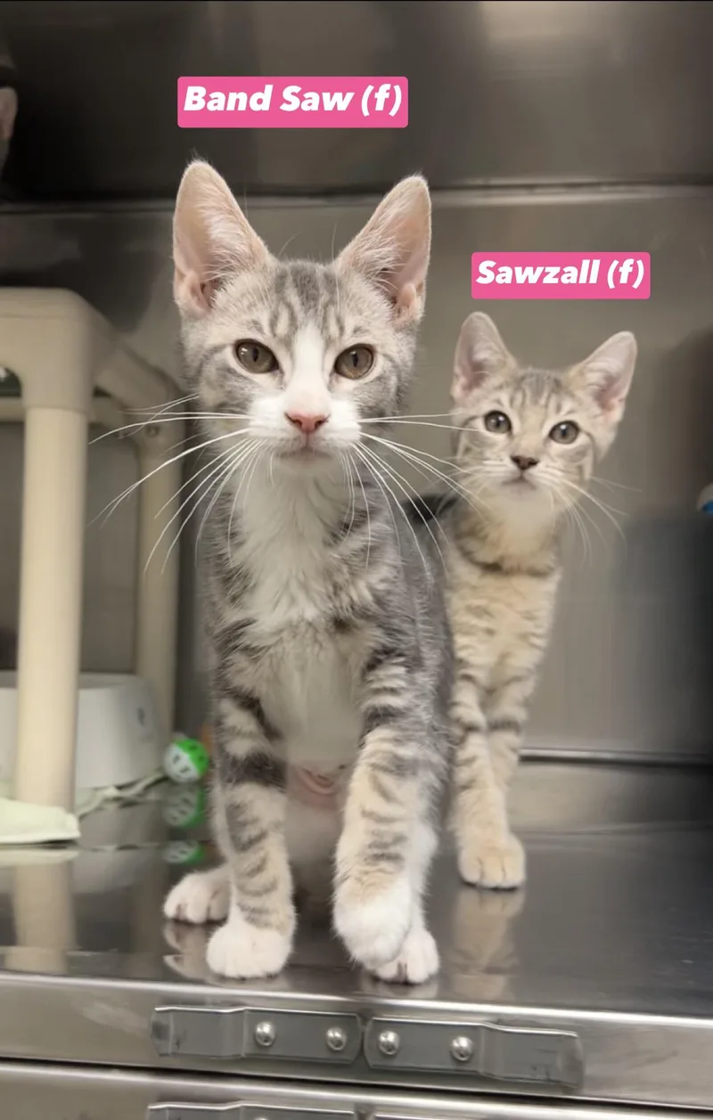 A baby medium-sized female Tabby (Gray / Blue / Silver) Domestic Short Hair cat named Sawzall for adoption in Montville, NJ