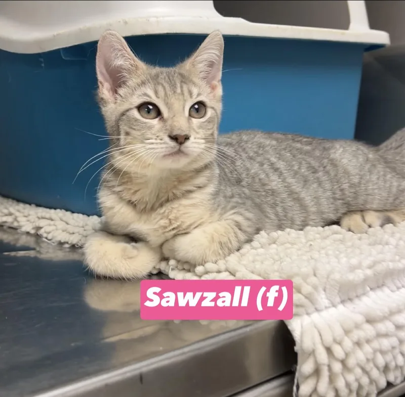 Sawzall thumbnail 2