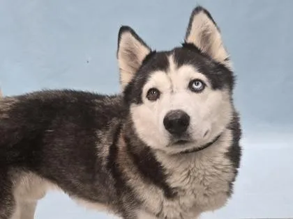 Lobo