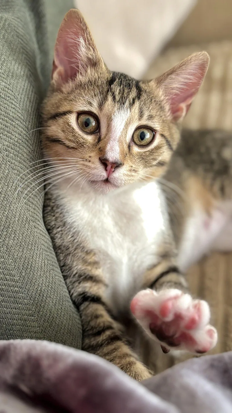 A baby medium-sized male Domestic Short Hair cat named Finn for adoption in Northfield, OH