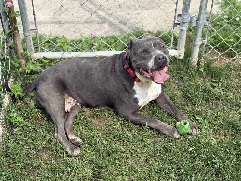 An adult large-sized female Pit Bull Terrier dog named GiGi for adoption in Stahlstown, PA