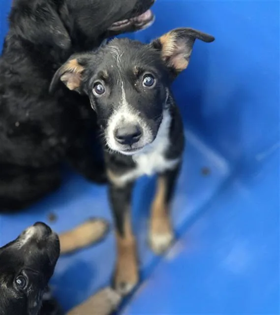 A baby large-sized female Mixed Breed dog named Harmony for adoption in Dallas, TX