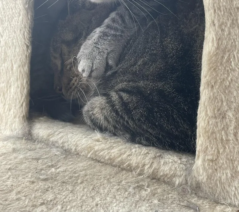 Joe Paul thumbnail 2