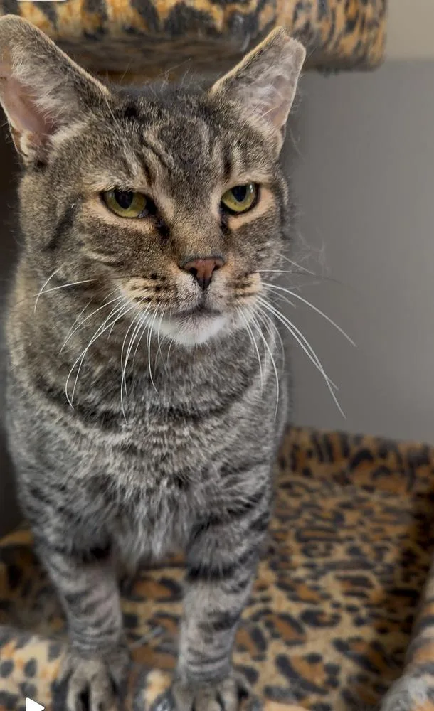 Joe Paul thumbnail 3