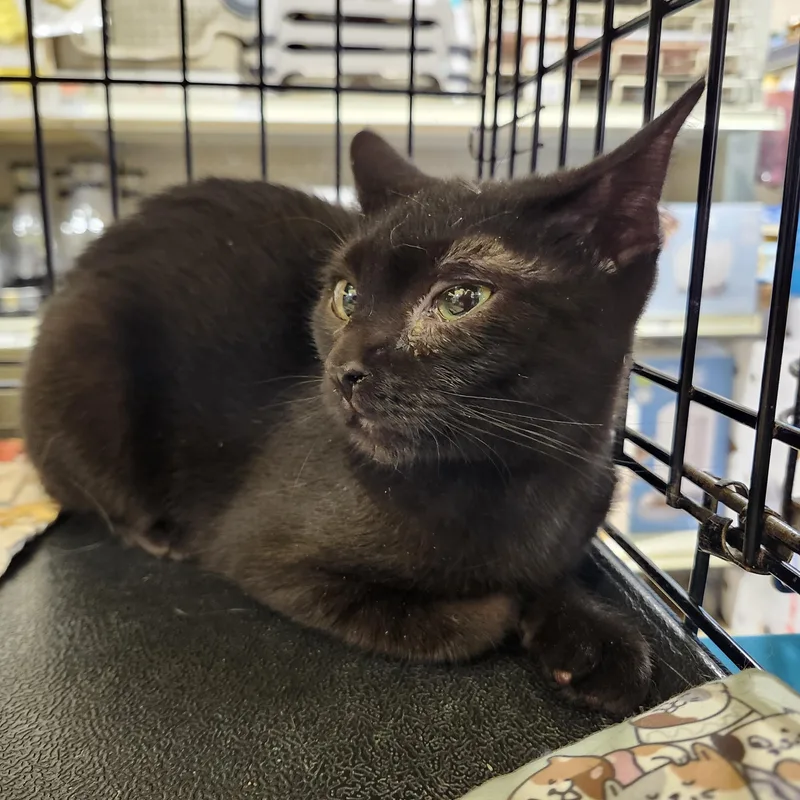 A baby small-sized female Domestic Short Hair cat named Eeny Jul for adoption in Stowe, PA