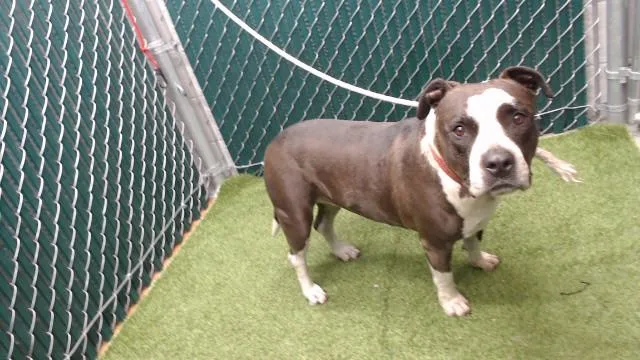 An adult medium-sized female Pit Bull Terrier dog named Bella for adoption in Downey, CA