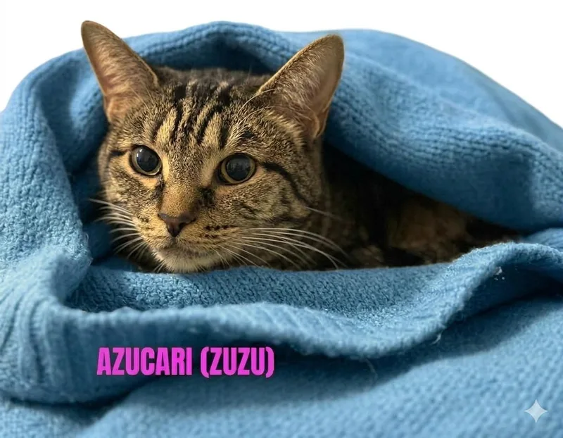 An adult large-sized female Tabby (Brown / Chocolate) Tabby cat named Azucari for adoption in Harrodsburg, KY