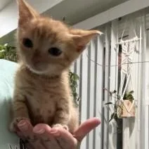 A baby medium-sized male Orange & White Domestic Short Hair cat named Moody for adoption in Annapolis, MD