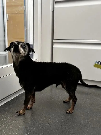 Dragon D. Luffy thumbnail 3