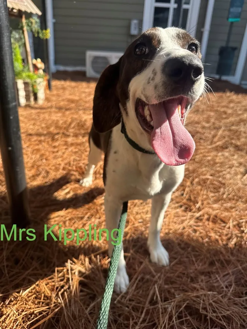 A young medium-sized female Hound dog named Mrs Kippling for adoption in Hilton Head Island, SC