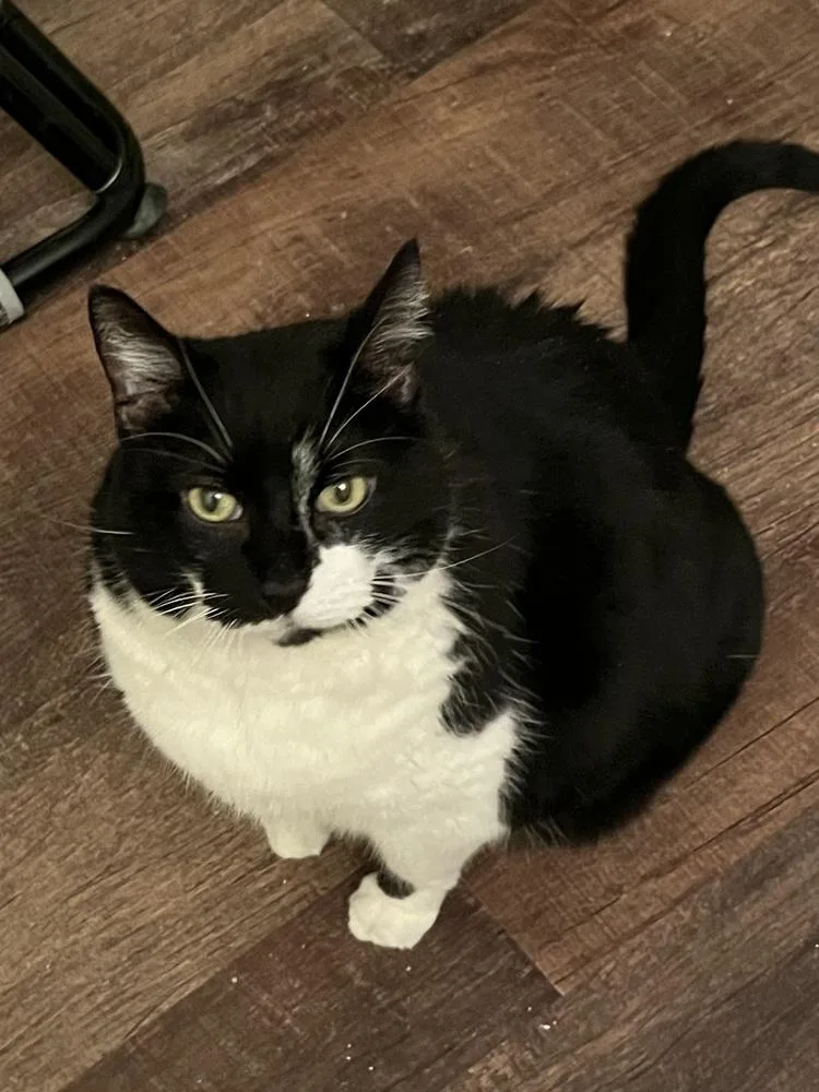An adult large-sized female Black & White / Tuxedo Domestic Short Hair cat named Louise for adoption in Palatine, IL
