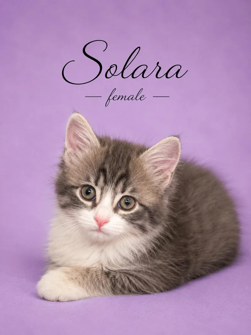 Solaralocated At Petsmart Northwest
