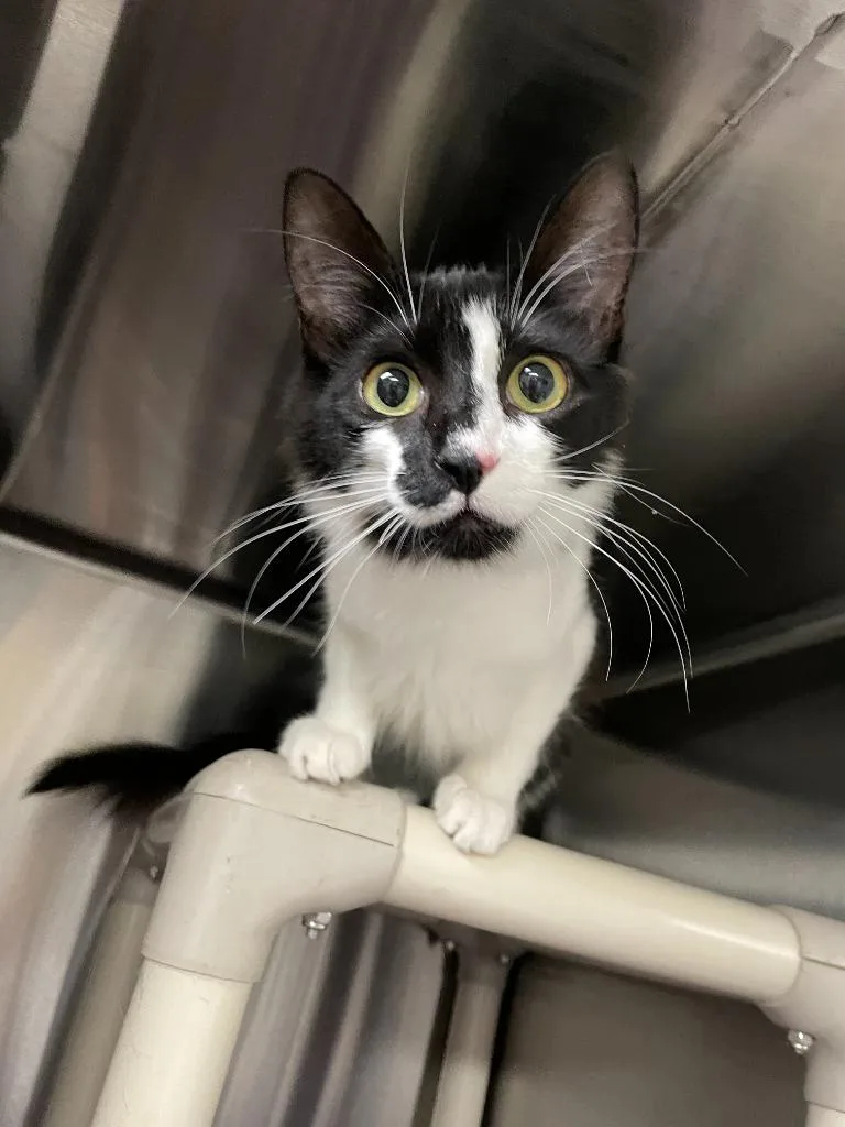 A baby medium-sized female Domestic Short Hair cat named Wheezer for adoption in Chico, CA