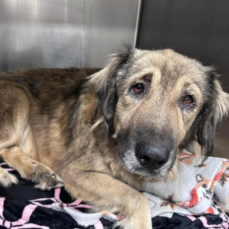 A senior large-sized female Brown / Chocolate Anatolian Shepherd dog named Norma for adoption in Parrish, AL