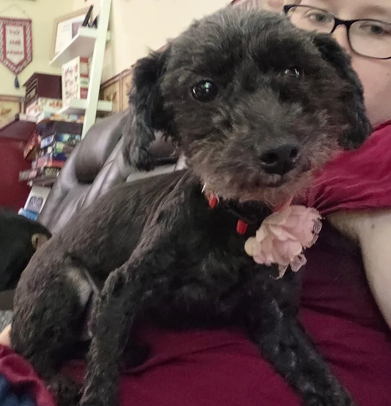 An adult small-sized female Miniature Poodle dog named Pepper for adoption in Pleasant Valley, NY