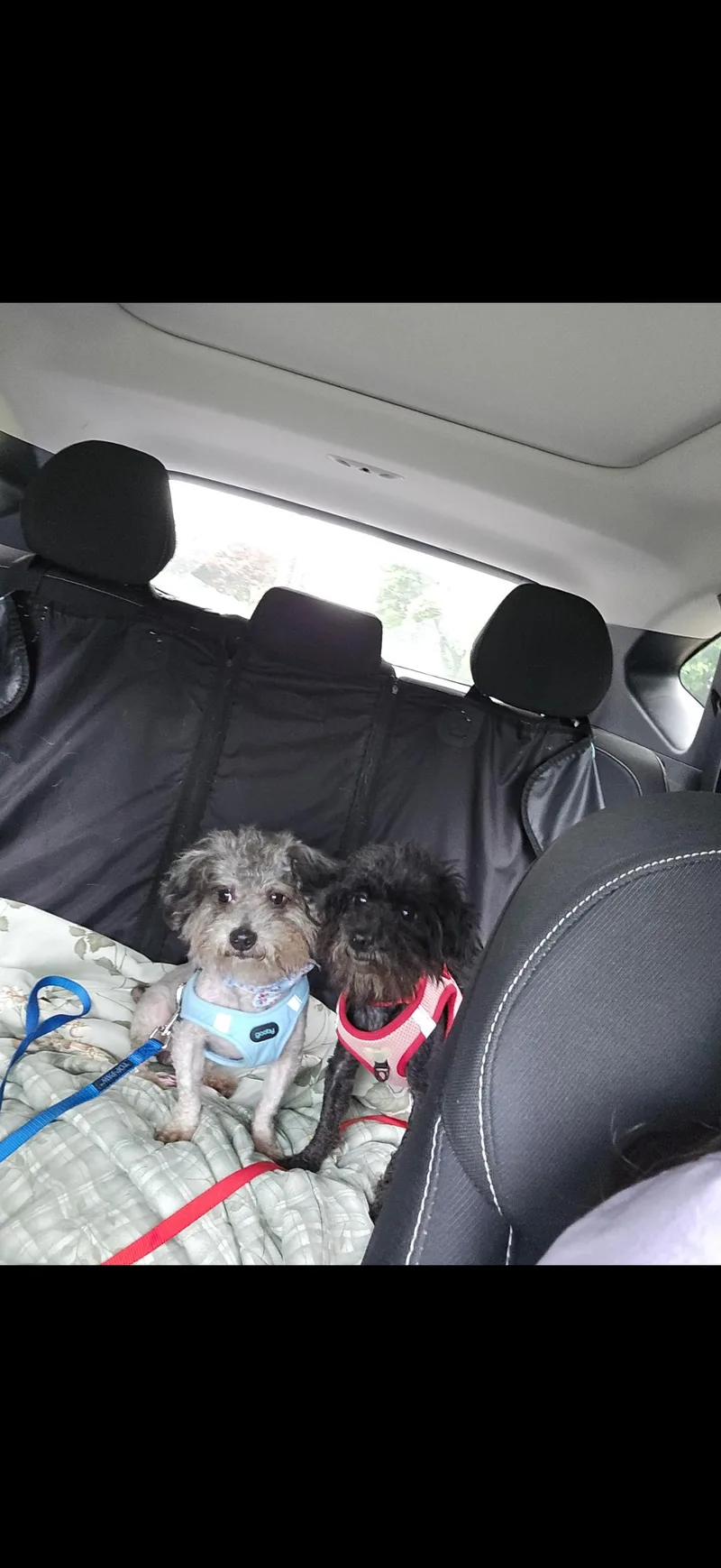 Pepper thumbnail 2