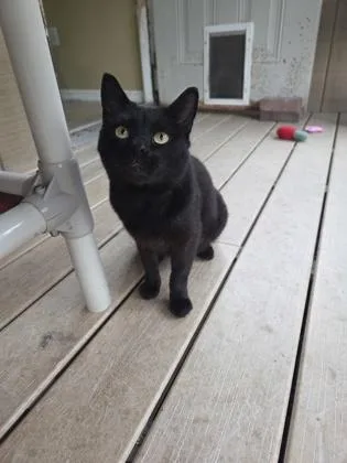 A young medium-sized male Domestic Short Hair cat named Jinx for adoption in Bloomsburg, PA