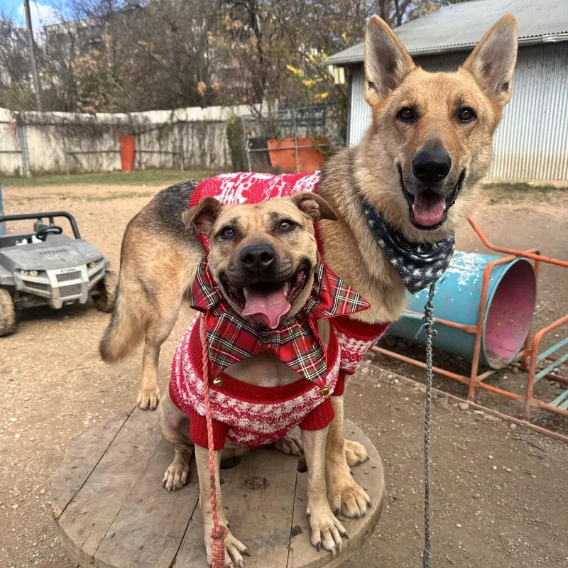 Don Dudley thumbnail 4