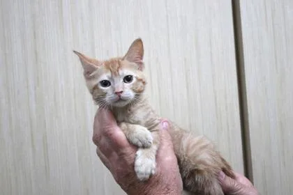 A baby small-sized female Domestic Short Hair cat named Boo for adoption in Brunswick, GA