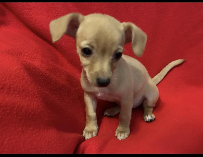 A baby small-sized female Yellow / Tan / Blond / Fawn Chihuahua dog named Buffy for adoption in La Palma, CA
