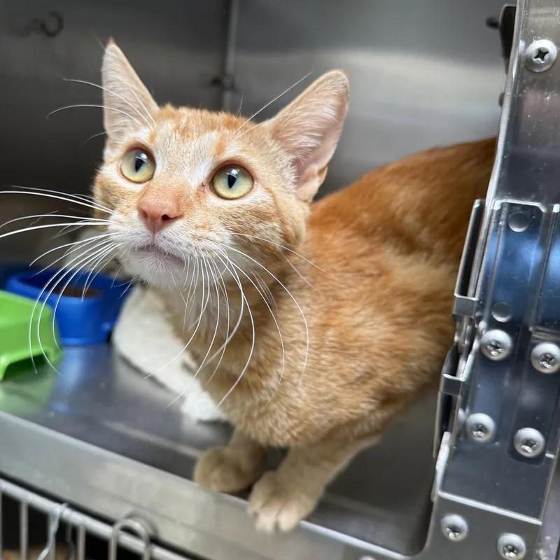 A young large-sized male Orange / Red Domestic Short Hair cat named Scott for adoption in Oakland, CA