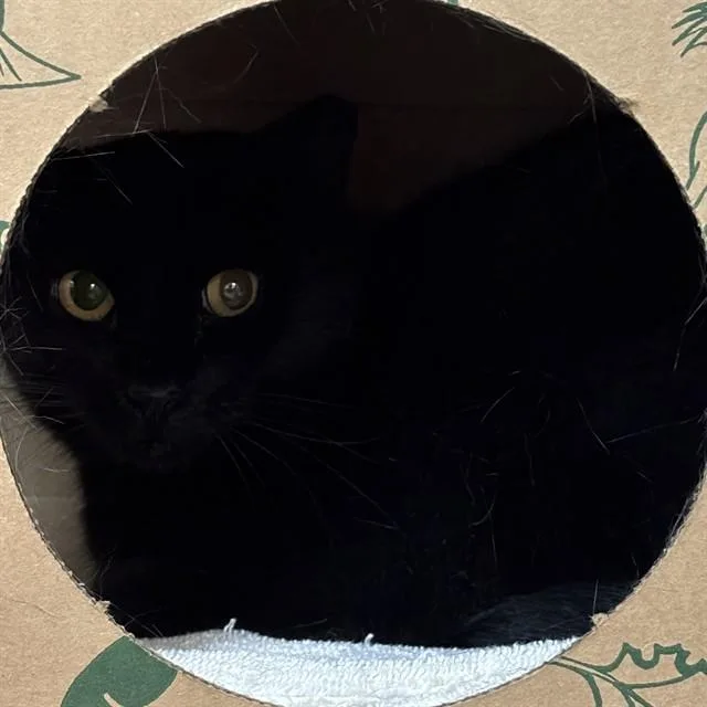 A young small-sized female Domestic Short Hair cat named Boba for adoption in St. Louis, MO