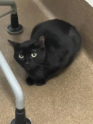 An adult small-sized female Black Domestic Short Hair cat named Tiger for adoption in Wichita, KS
