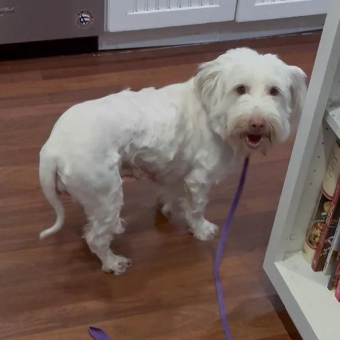 A young medium-sized female White / Cream Miniature Poodle dog named Dolly  Costa Mesa for adoption in Chino Hills, CA
