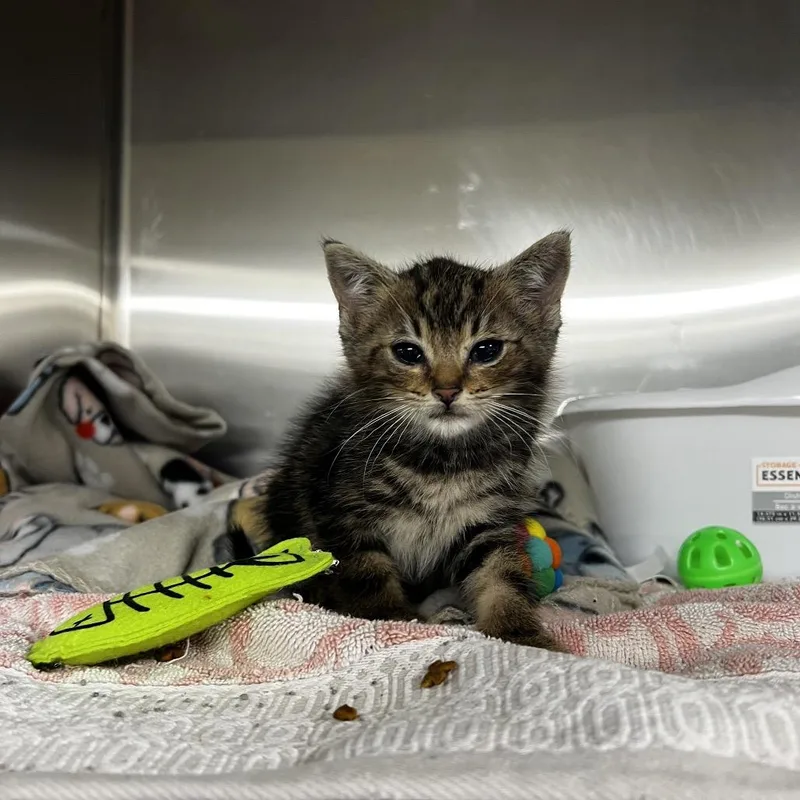 A baby small-sized male Brown / Chocolate Domestic Short Hair cat named Apollo for adoption in Harrisville, WV