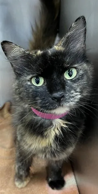 A young small-sized female Domestic Medium Hair cat named Salina for adoption in Upper Marlboro, MD