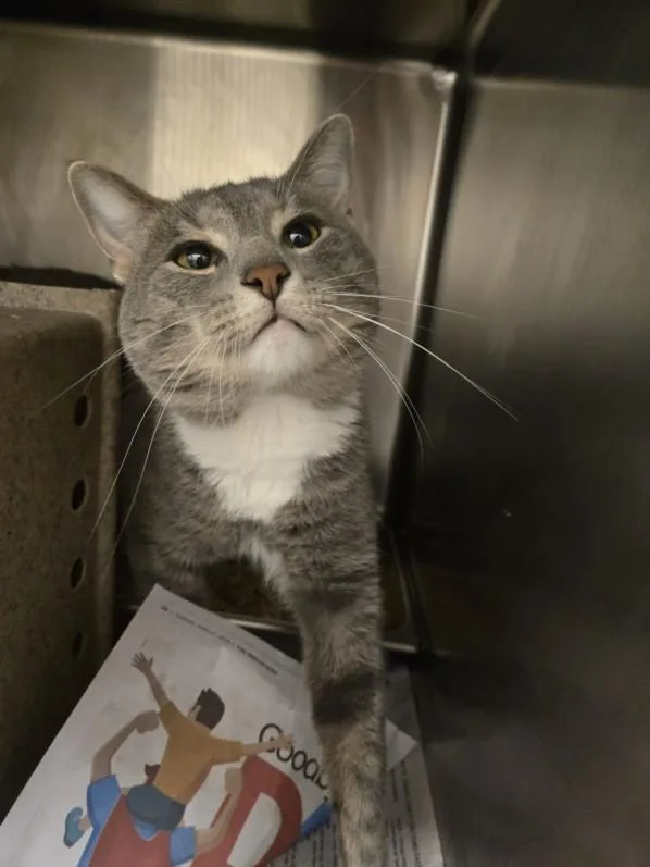 An adult medium-sized male Domestic Short Hair cat named Cain for adoption in Hagerstown, MD