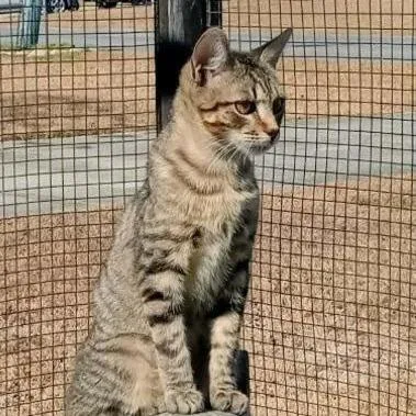 Honeycrisp thumbnail 2