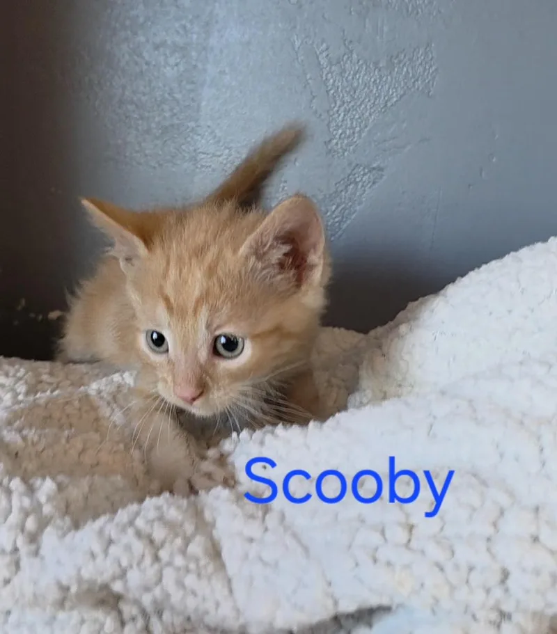 Scooby thumbnail 3