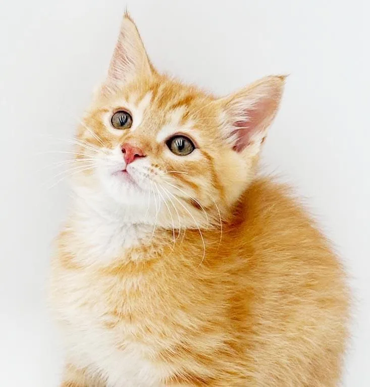 Theo is THE sweetest thumbnail 4