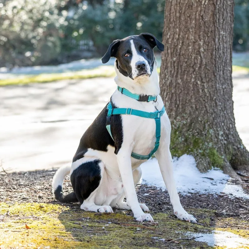 Sgt. Pepper thumbnail 2