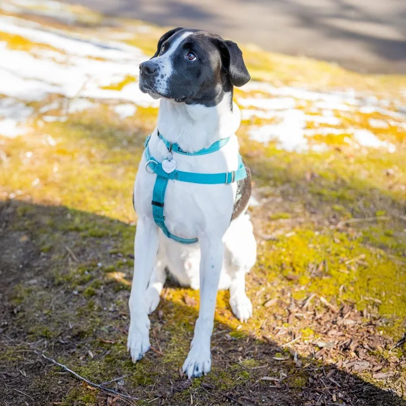 Sgt. Pepper thumbnail 4