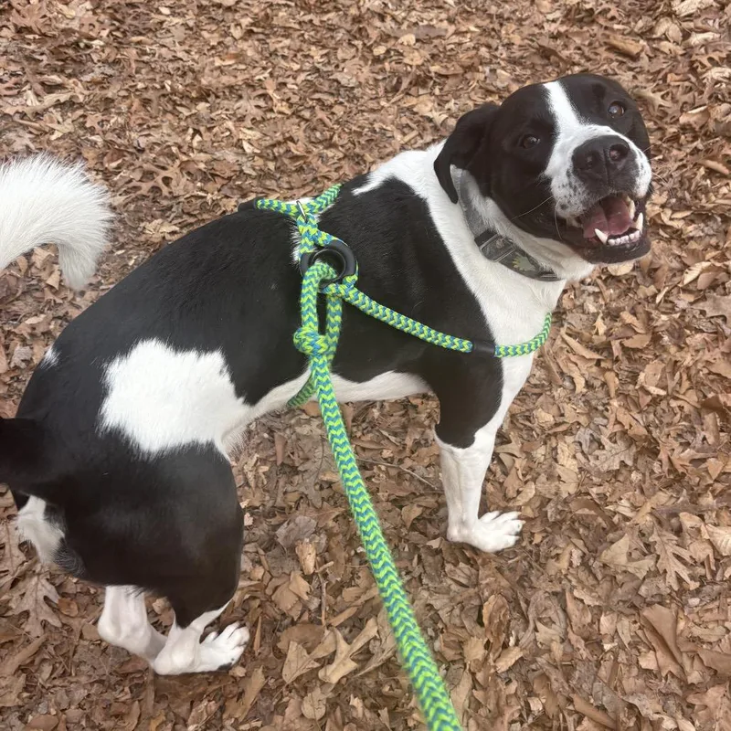 Sgt. Pepper thumbnail 5