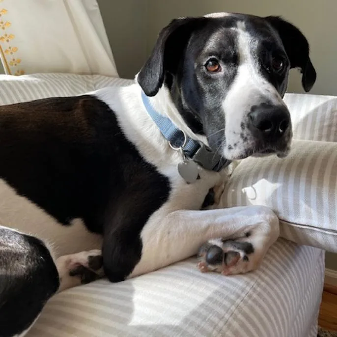 Sgt. Pepper thumbnail 6