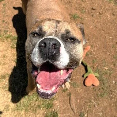 An adult large-sized male Boxer dog named Vubbles for adoption in Carrollton, GA