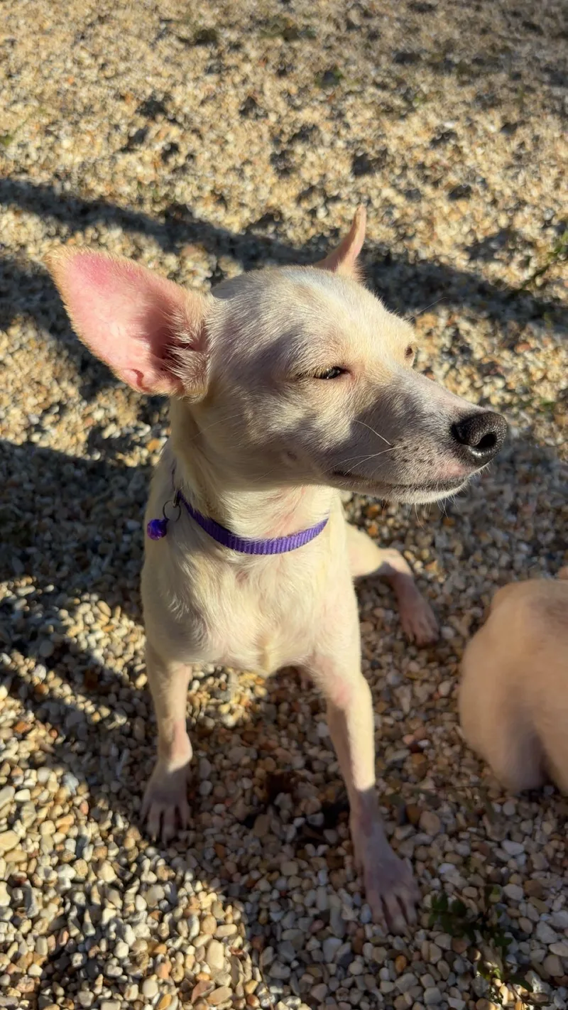 A young small-sized female Chihuahua dog named Barbie for adoption in Walker, LA