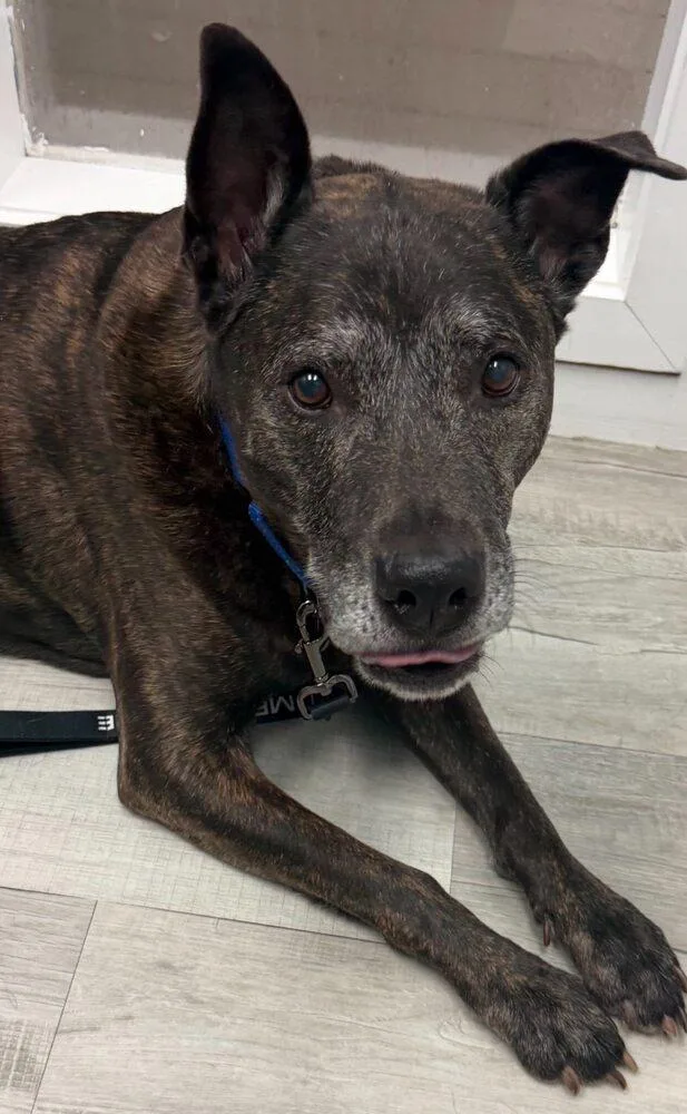 A senior large-sized male Terrier dog named Murphy for adoption in Huntington, NY